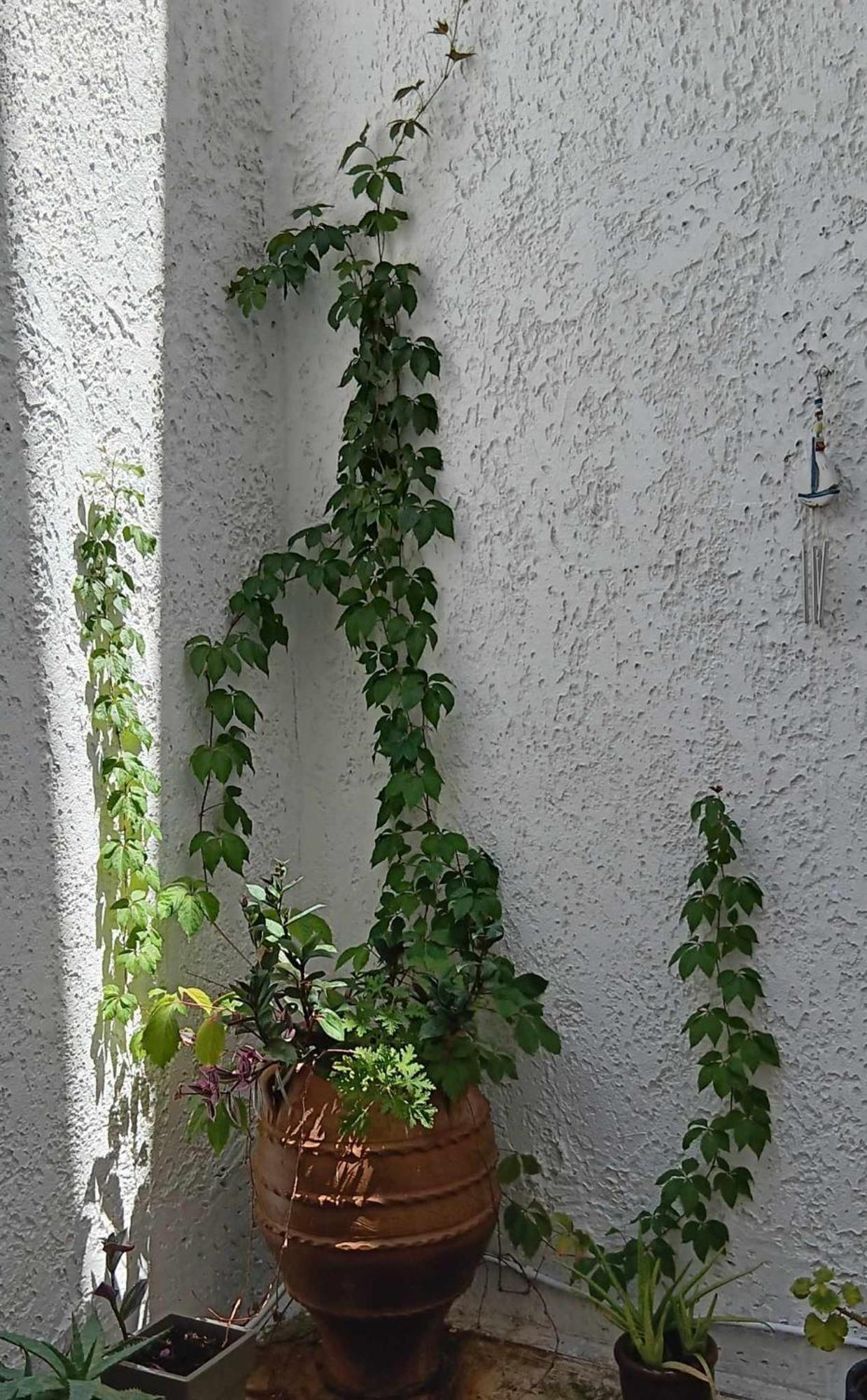 Athenian Asty Guesthouse Exteriör bild